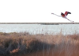 Un ave levanta vuelo en uno de los humedales del espacio protegido de Doñana.