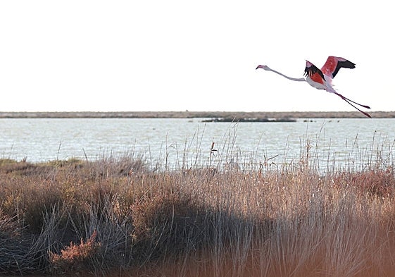 Un ave levanta vuelo en uno de los humedales del espacio protegido de Doñana.