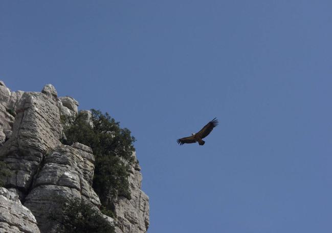 Entre otras aves, el Torcal es sobrevolado por el buitre leonado.