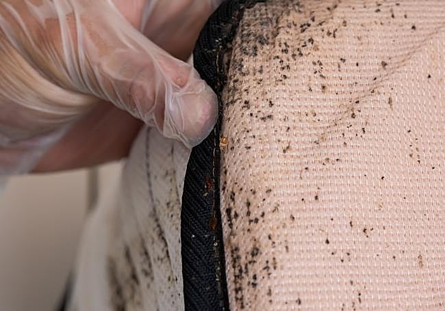 Rastro de chinches en un colchón.
