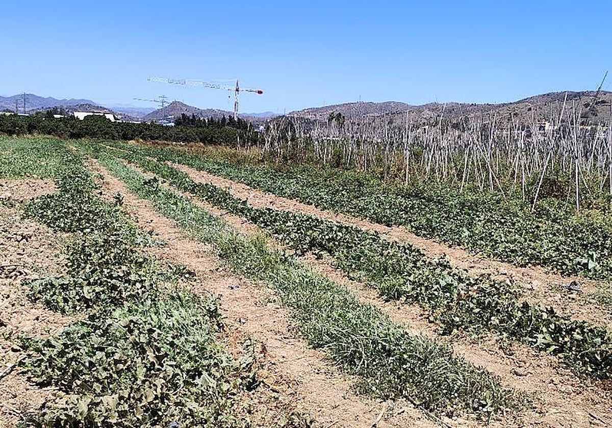 Cultivos de la sequía afectados por la falta de agua.