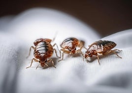Las chinches son como huesos de manzana con patas, describen los expertos