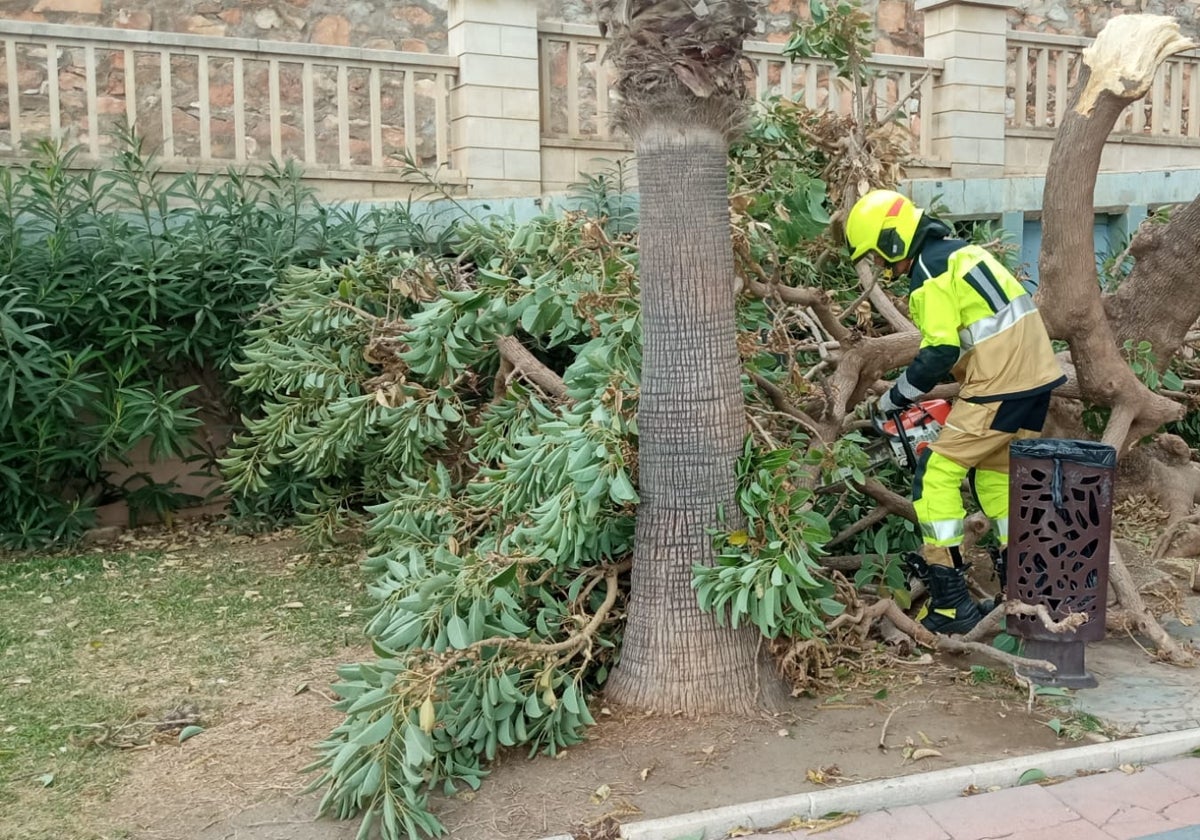 Caída de una rama en Benalmádena.