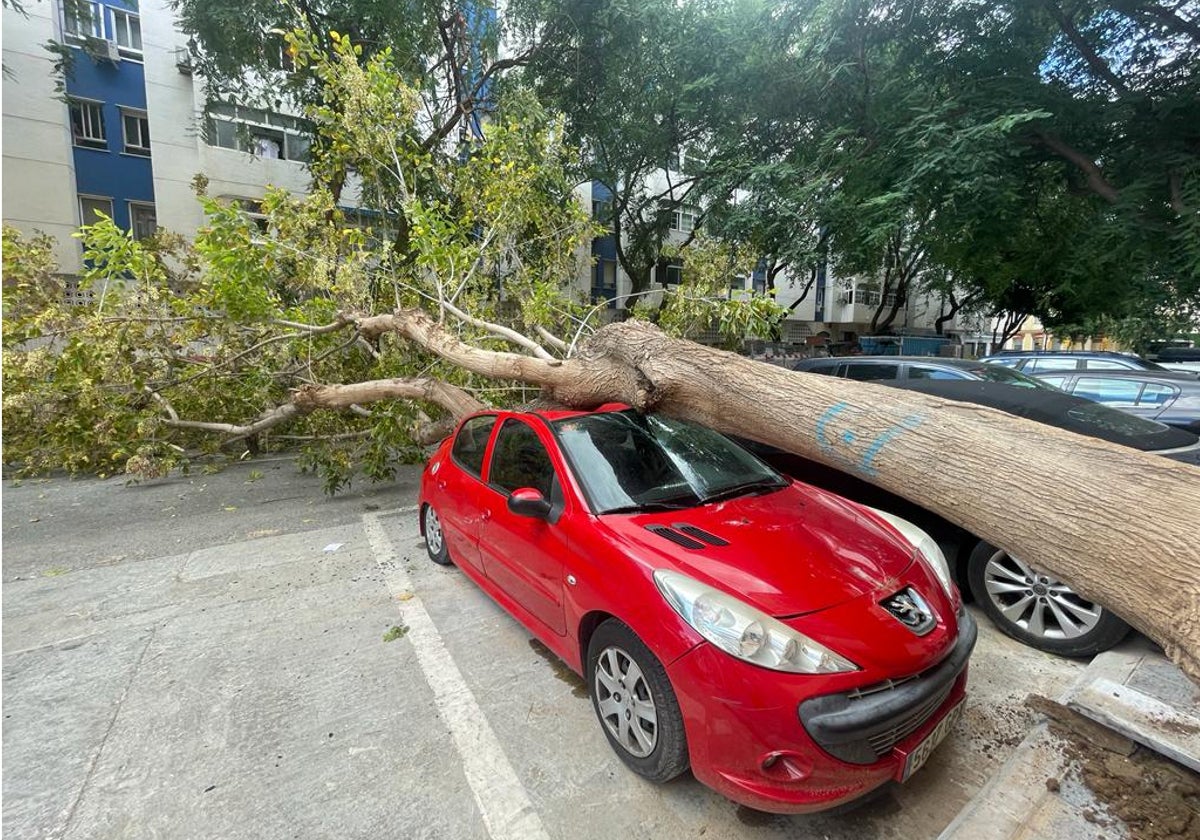 Árbol caído sobre un coche aparcado en la calle Góngora de Málaga.