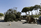 El temporal de viento se ceba con los árboles en Málaga