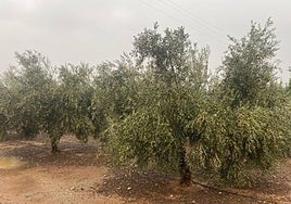 Una finca de olivos en Antequera, después de varios días de precipitaciones.