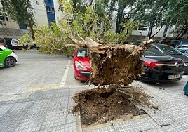 Árbol sin apenas raíces que cayó sobre un coche en la calle Góngora la semana pasada.