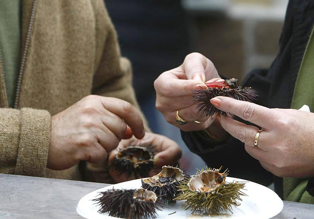 La Junta ordena el cierre de la pesquería de erizos y ortiguillas por la «situación crítica» de sus poblaciones