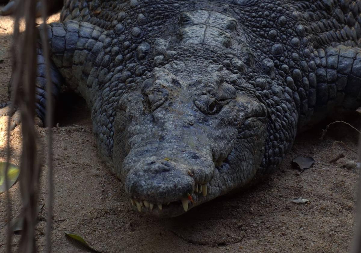 Más de tres metros de largo y 350 kilos: así es el cocodrilo del Nilo recién llegado a Bioparc Fuengirola