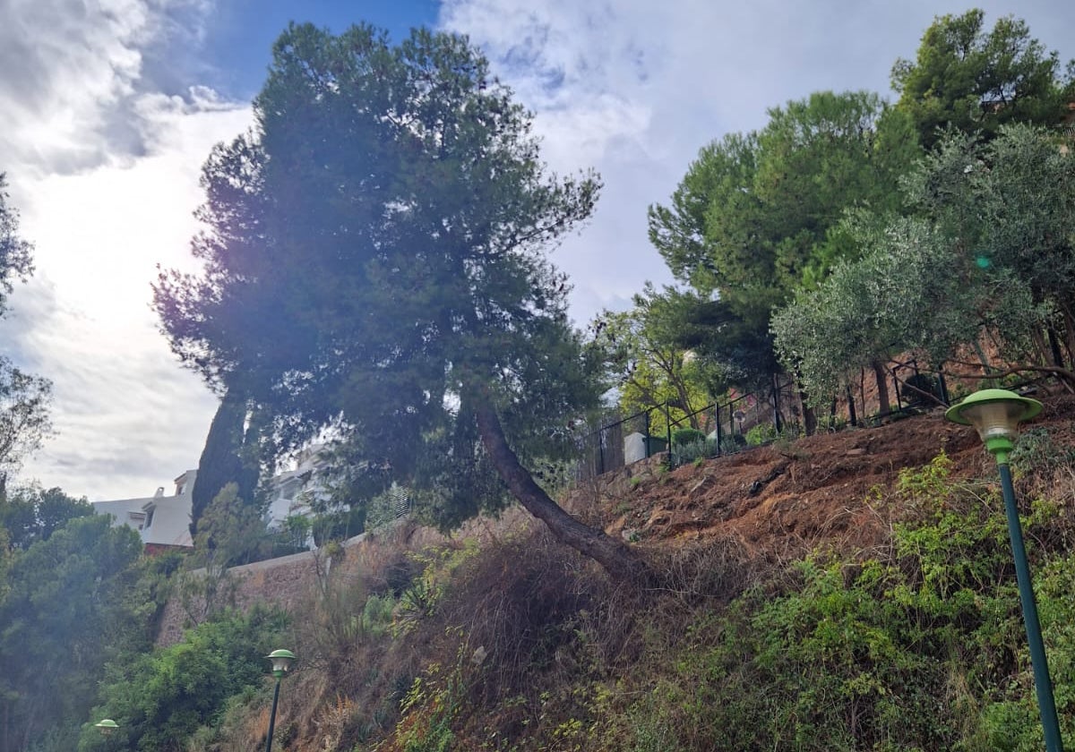 Vista del árbol de la calle Meridiana, en el Cerrado de Calderón.