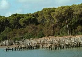 La Junta confía en que el nuevo Gobierno de Sánchez no trunque un acuerdo sobre Doñana