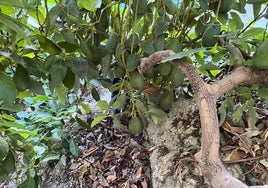 Aguacates de la variedad Fuerte, en una finca de la Axarquía.