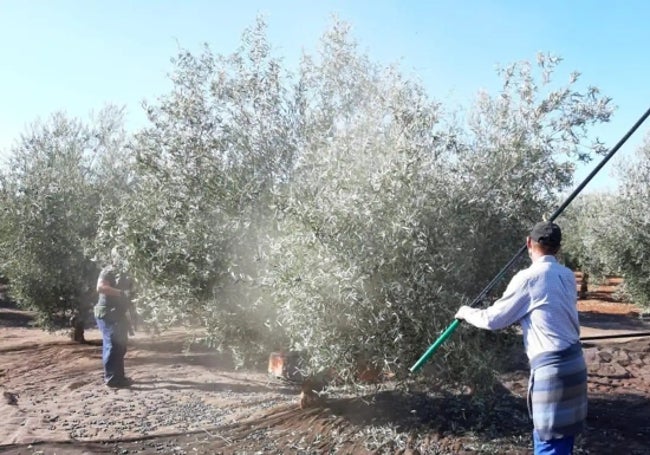 Dos trabajadores del campo durante la recolección de aceitunas.