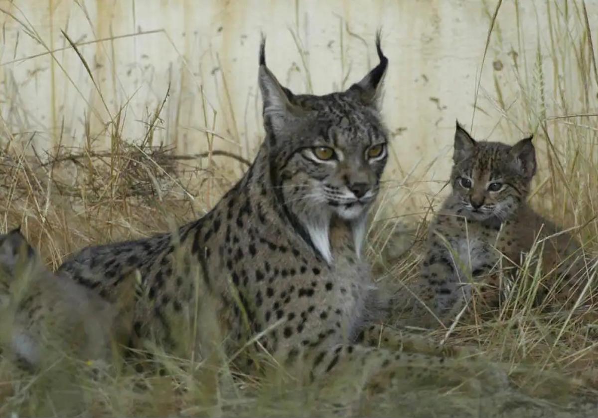 Extremadura y Andalucía firmarán un convenio para evitar el atropello de linces en carreteras