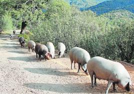 Los cerdos de razas ibéricas campan a sus anchas en una de las explotaciones del pueblo.