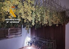 Cuatro detenidos en Málaga tras caer una banda dedicada al cultivo indoor de marihuana