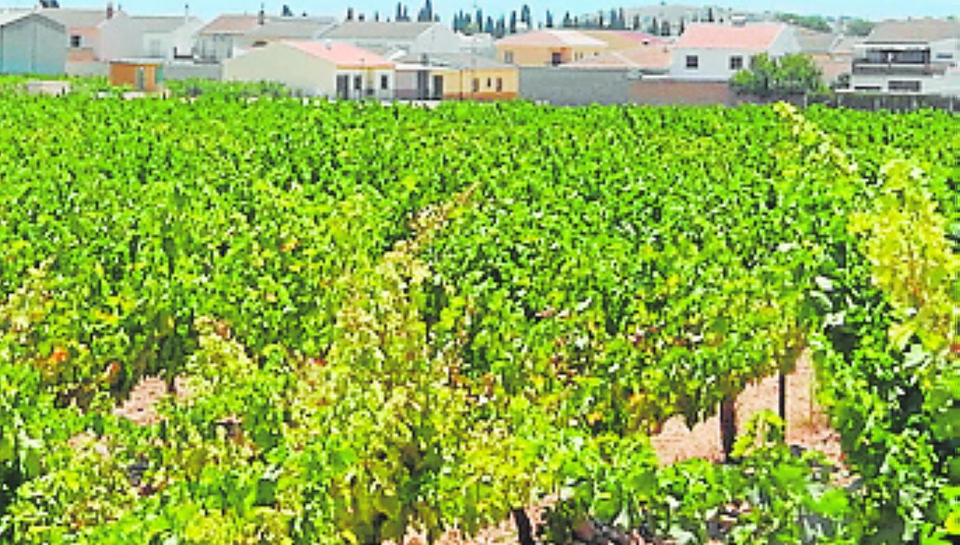 El sector del vino ayuda a combatir la despoblación rural en municipios españoles