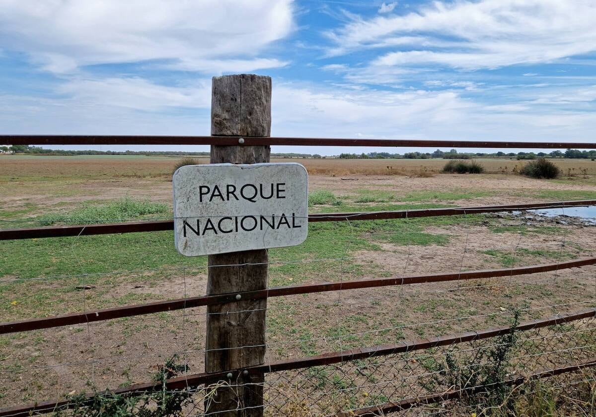 Imagen de la laguna de la Rocina con los efectos de la sequía en Doñana.