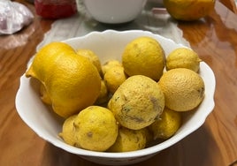 Limones recolectados en una finca de la Axarquía.