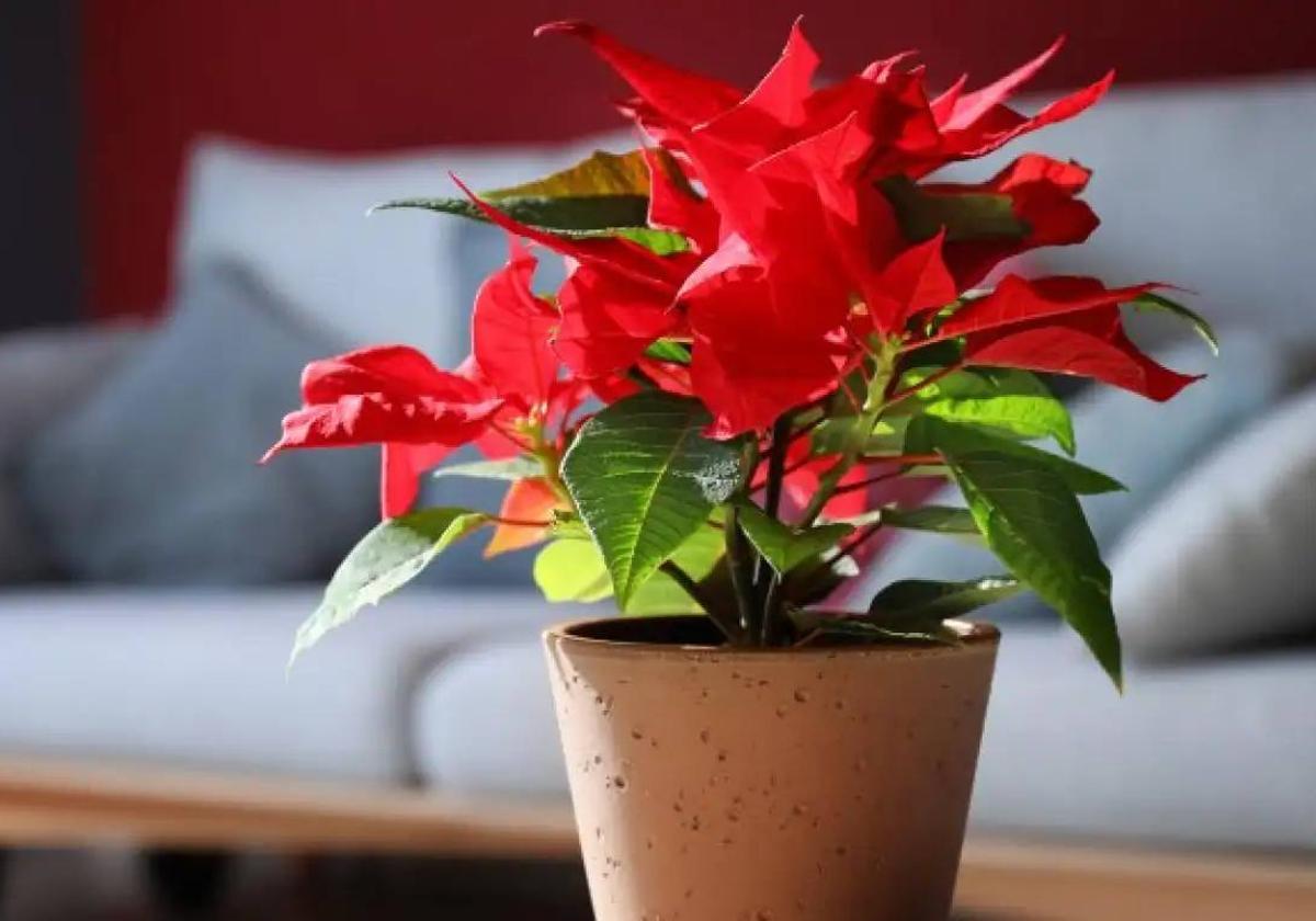 Consejos infalibles para que no se te muera el pascuero: del truco de la moneda a la bolsa negra