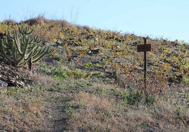 Sendero que sube hasta cerro Patarra