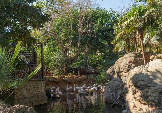 Grupo de flamencos en Bioparc.