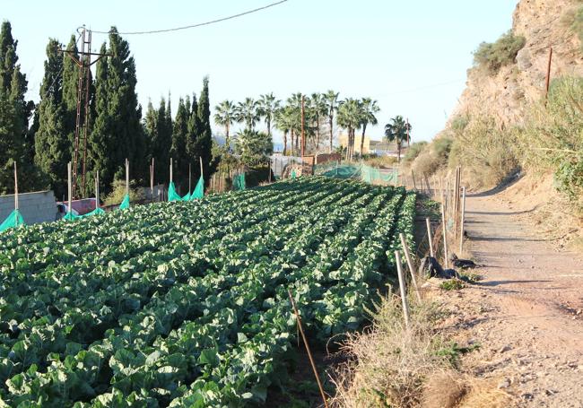 Hay una zona de huertas junto al camino