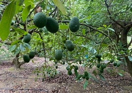 Imagen de una finca de aguacates en la Axarquía.