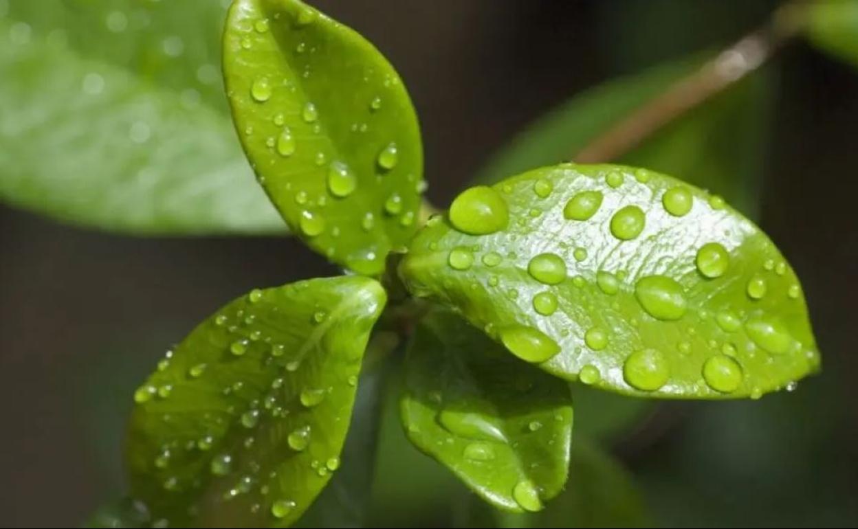 Gotas de agua sobre una planta.