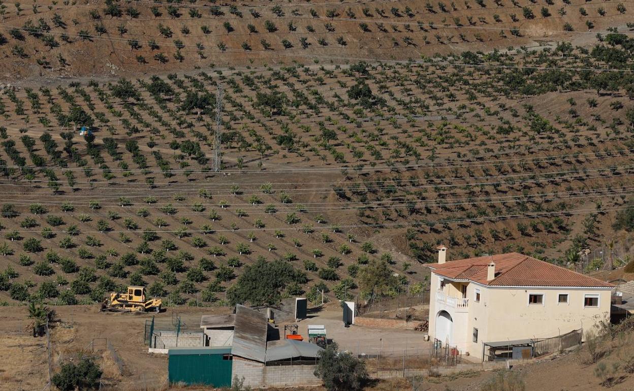 La plantación de mangos fue denunciada por vecinos de la zona a principios de 2020. 