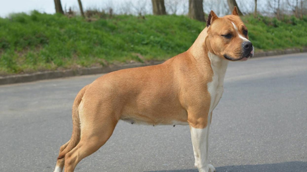 Un ejemplar de American Staffordshire Terrier