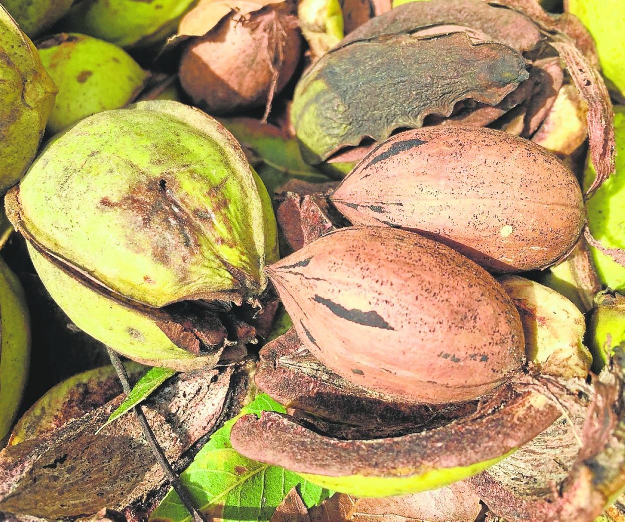 Nueces pacanas delGuadalhorce. 