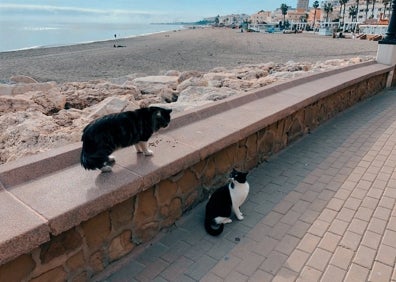 Imagen secundaria 1 - Las colonias felinas de Torremolinos, el peculiar &#039;hogar&#039; de los gatos callejeros