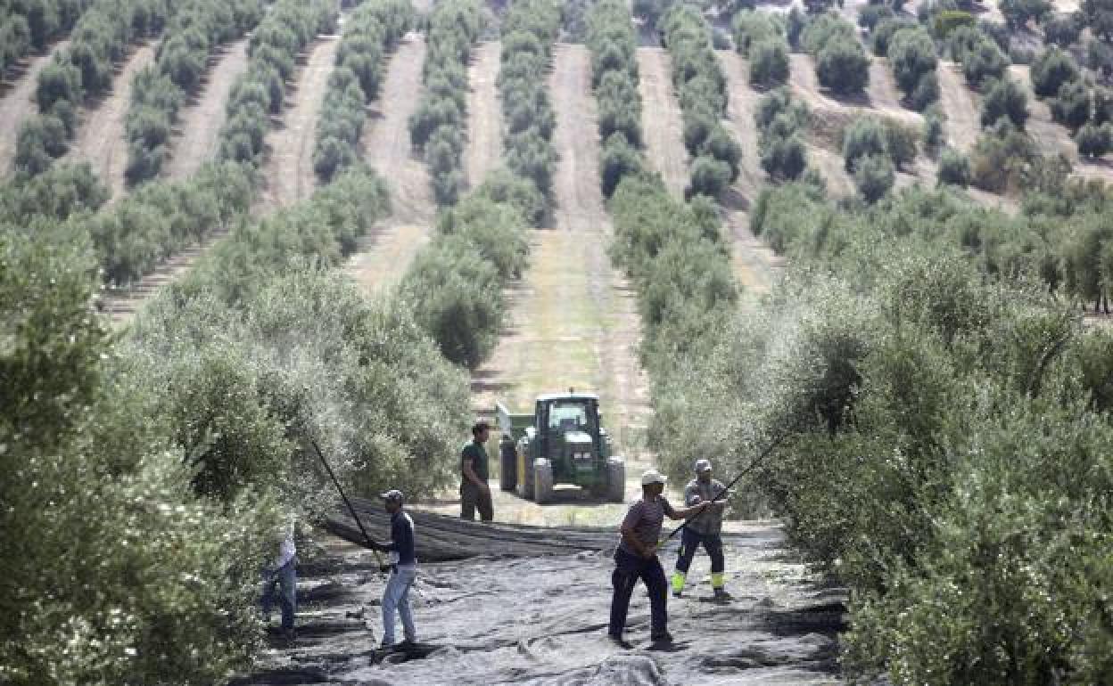 Trabajadores del campo participan en la recolecta de la aceituna, en una finca de olivos. 