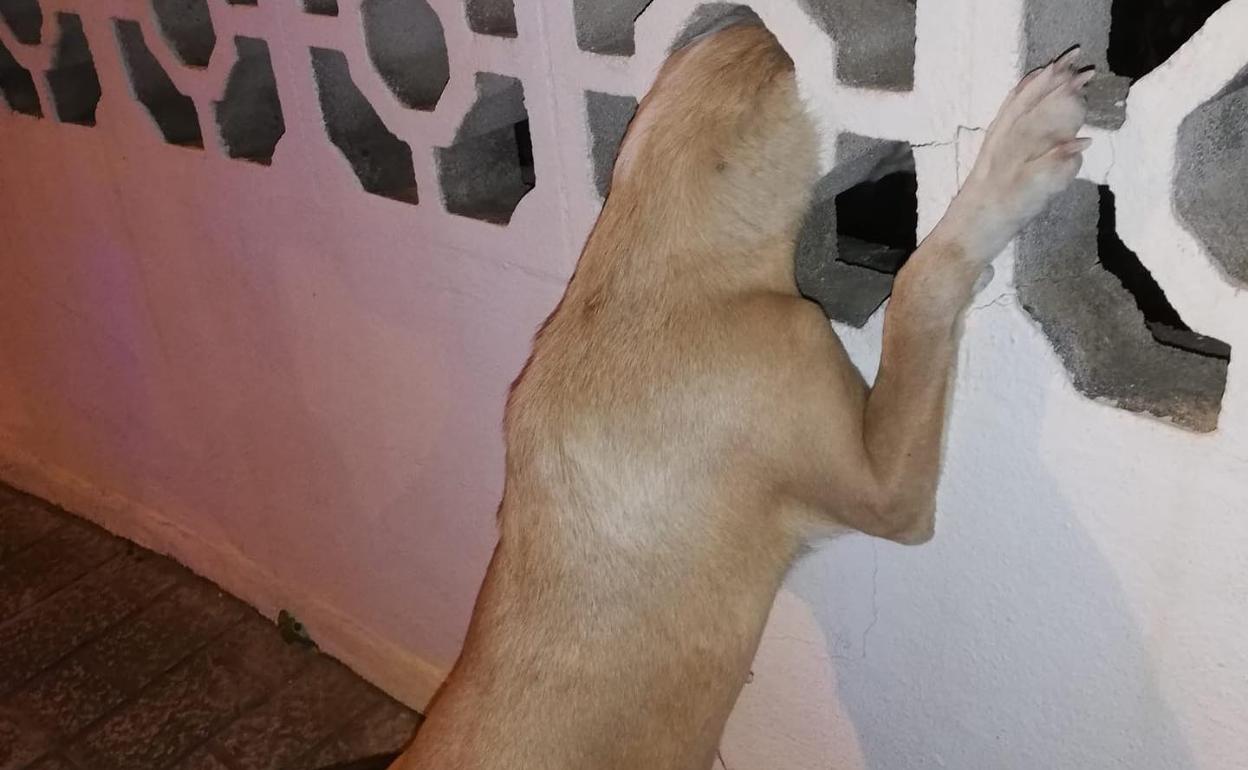 Rescatan a un perro atrapado en una celosía de hormigón en Vélez-Málaga