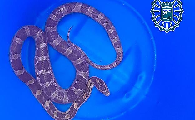 Encuentran una serpiente en la misma zona de Málaga donde se halló otro reptil hace apenas una semana