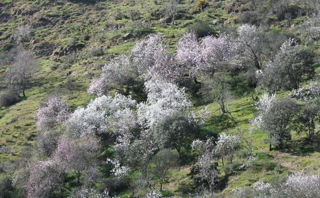 Almendros en flor en el camino de Puerto Chiribenítez.