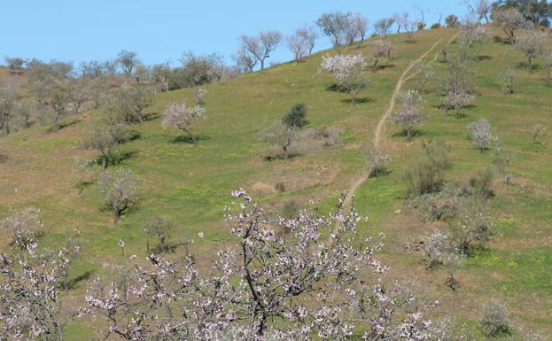 En la subida a Santi Petri, se podrán ver estos árboles con flor.