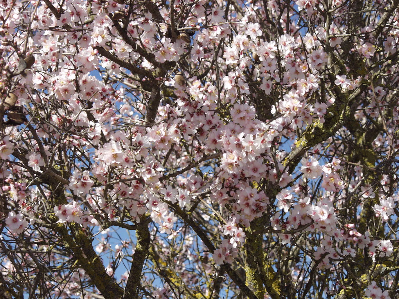 Rutas y enclaves para ver los almendros en flor en Málaga | Diario Sur