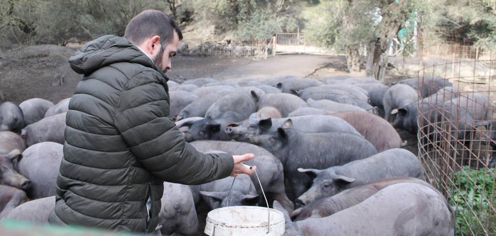 José Antonio Ruiz, junto a parte de los cerdos ibéricos que tiene en su finca.