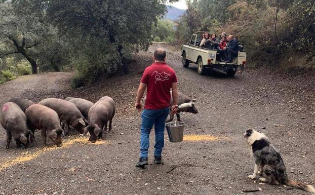 Imagen principal - En un todoterreno, los visitantes recorren la finca, donde el propietario explica las características del cerdo ibérico.