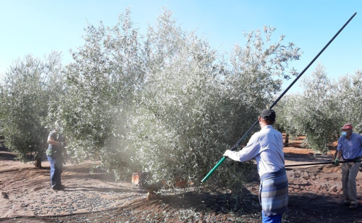 La imagen muestra a trabajadores del campo recogiendo aceitunas en una finca de Málaga. 