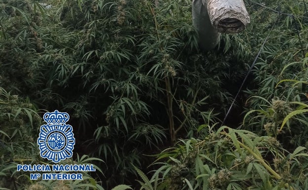 Imagen de uno de los invernaderos con marihuana intervenidos por la Policía Nacional. 