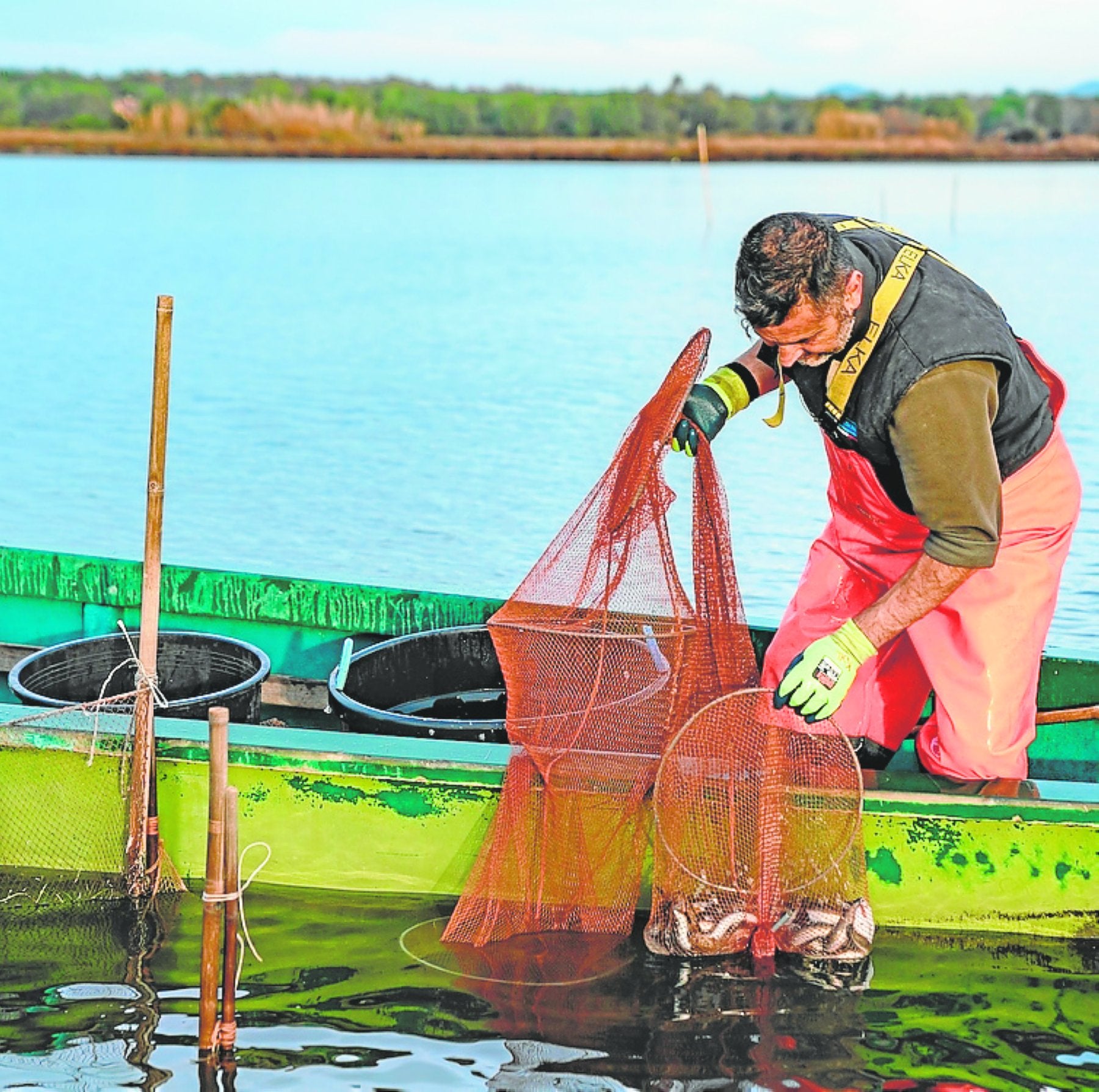 Un pescador captura anguilas en Orbetello.