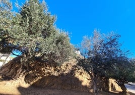 El monte dónde pisaron tierra los fenicios, en el siglo VII antes de nuestra era, en Torre de Benagalbón, en Rincón de la Victoria.