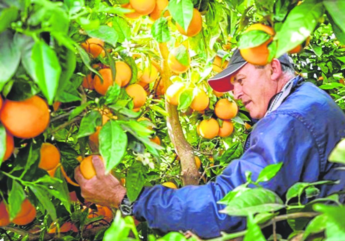 El gerente de Cítricos el Romeral, Miguel Ángel Gómez, recogiendo narajas.