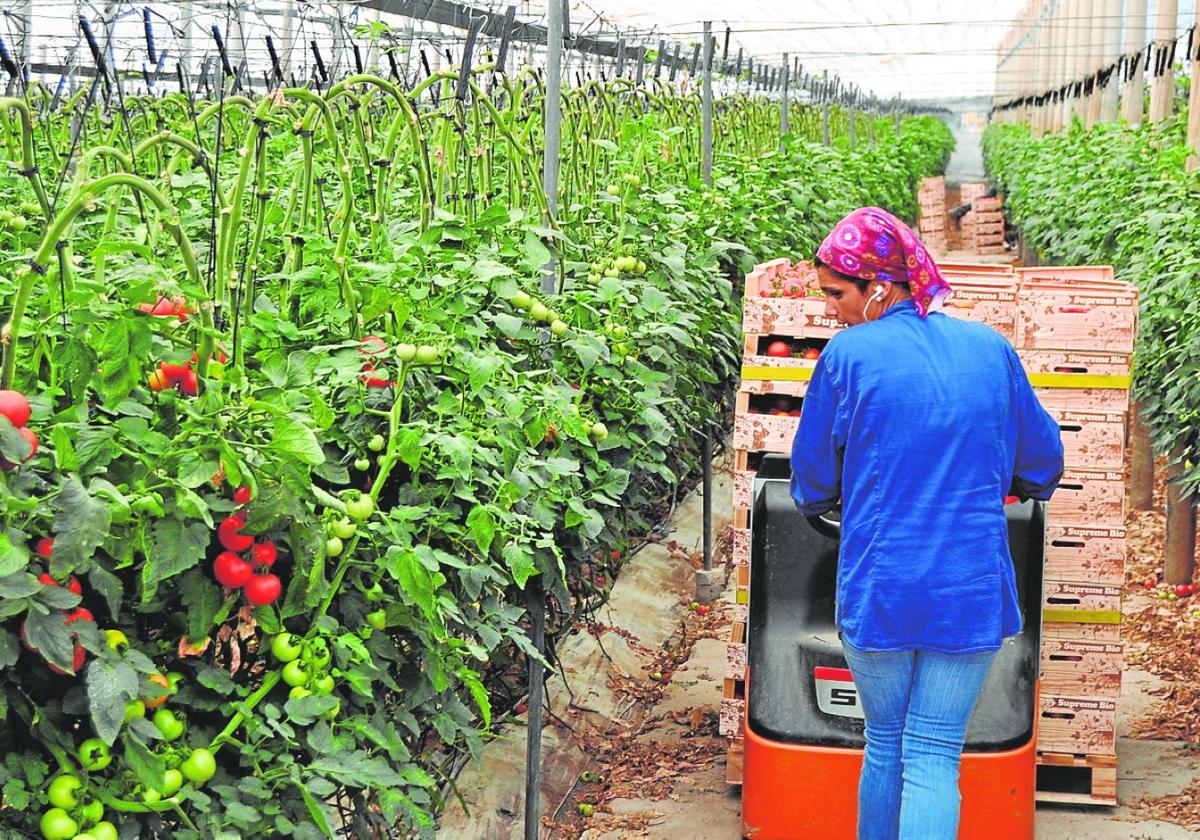 Invernadero de tomates en el pueblo malagueño de Algarrobo.