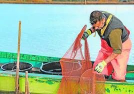 Un pescador captura anguilas en Orbetello.