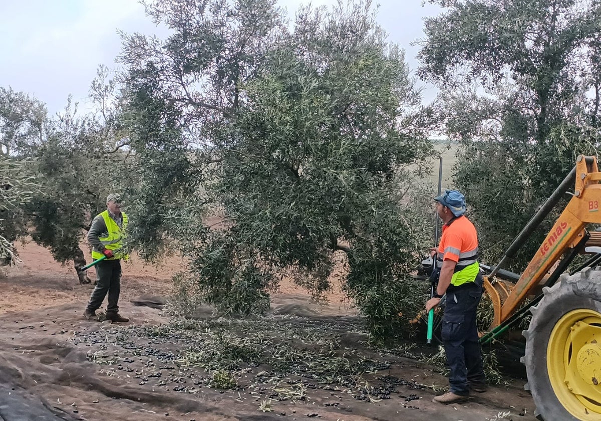 Dos trabajadores del campo durante la recolecta de aceitunas en una finca en Campillos.