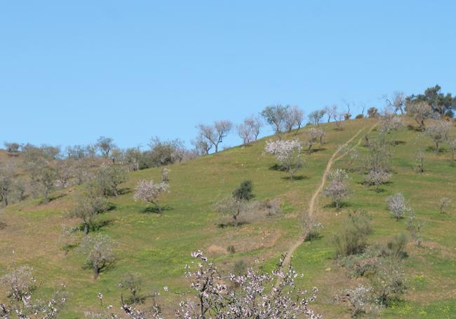 Los primeros almendros en flor llenan de tonos rosas y blancos los campos de Almogía.